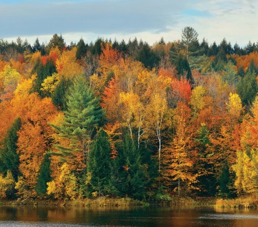 Fotomural Canadian Forest A08-M1052-3 Fotomural Canadian Forest A08-M1052-3