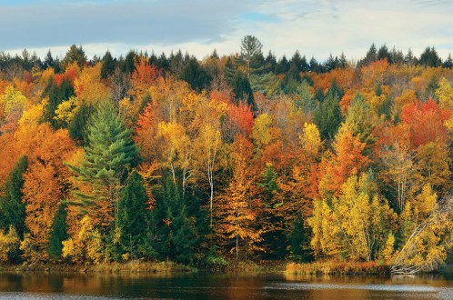 Fotomural Canadian Forest A08-M1052-4 Fotomural Canadian Forest A08-M1052-4