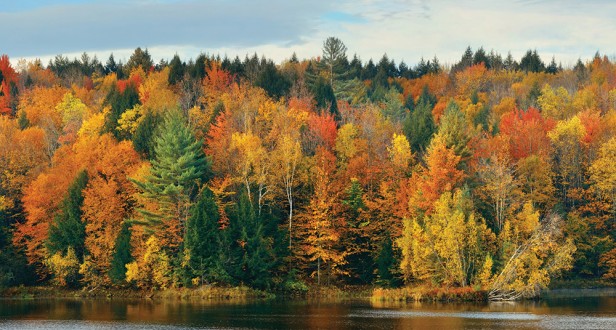 Fotomural Canadian Forest A08-M1052-5 Fotomural Canadian Forest A08-M1052-5