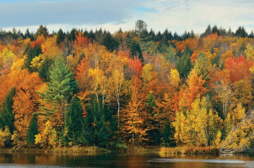 Fotomural Canadian Forest