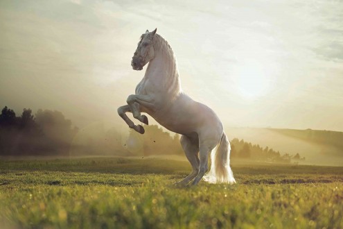 Fotomural Majestic Horse
