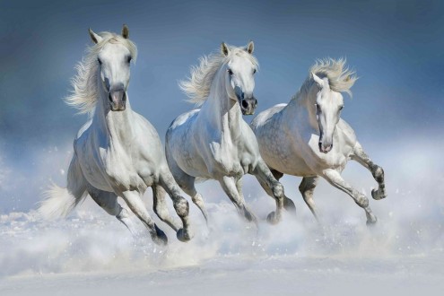 Fotomural Heaven Horses