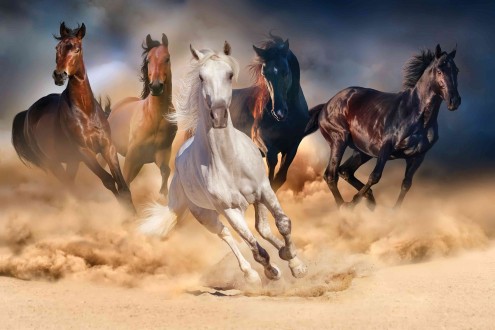 Fotomural Legend Horses
