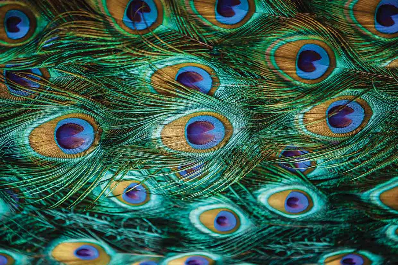 Fotomural Madagascar Peacock A08-M823 Fotomural Madagascar Peacock A08-M823