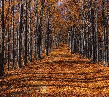 Fotomural Forest in Fall A08-M878-3 Fotomural Forest in Fall A08-M878-3