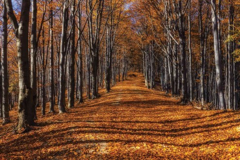 Fotomural Forest in Fall