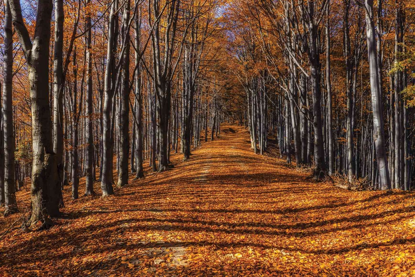 Fotomural Forest in Fall A08-M878 Fotomural Forest in Fall A08-M878