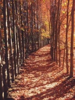 Fotomural Maroon Fall Forest