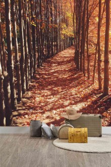 Fotomural Maroon Fall Forest