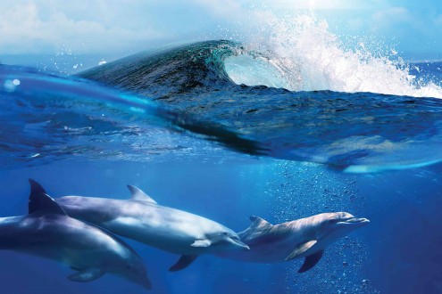 Fotomural Bahamas Dolphins A08-M886-4 Fotomural Bahamas Dolphins A08-M886-4
