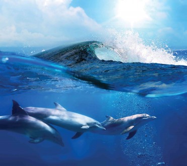 Fotomural Bahamas Dolphins