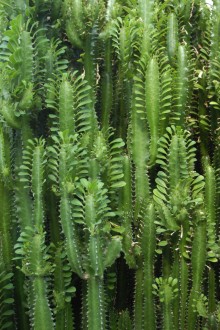 Fotomural Lurson Greenhouse